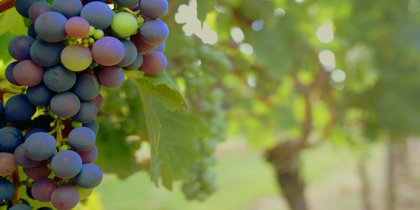 vinograd grozd